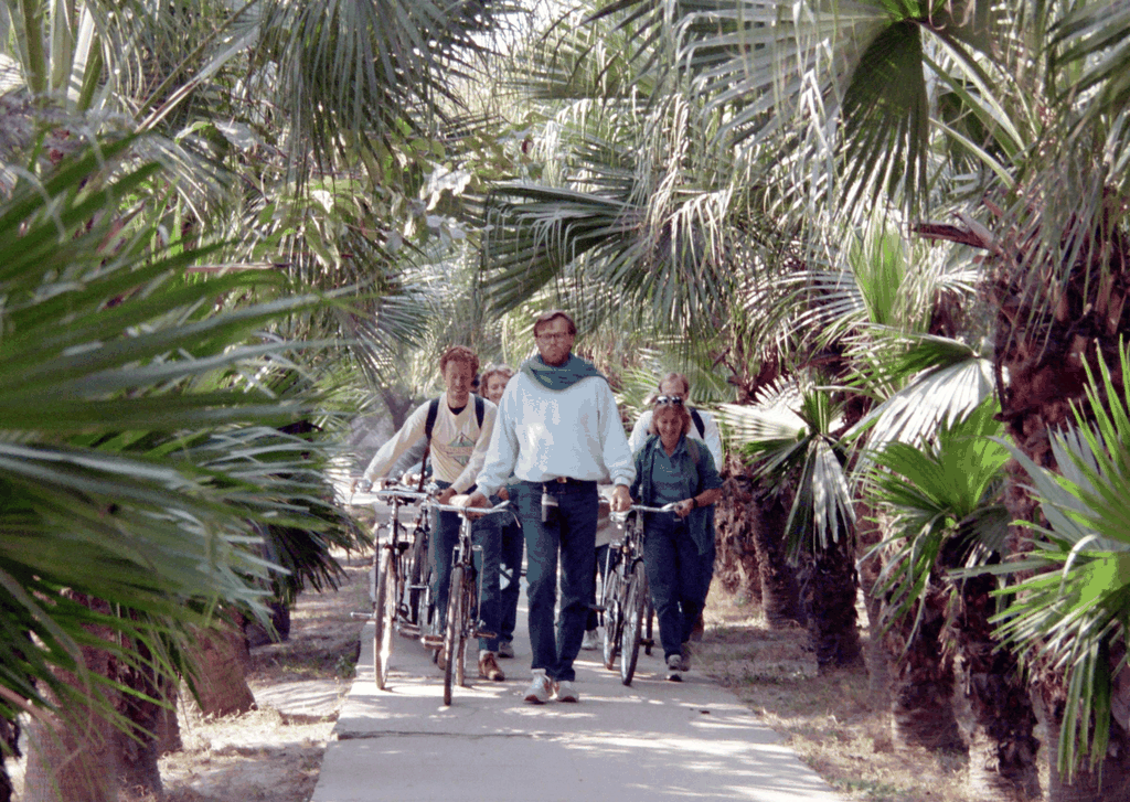 棕榈树下的骑行者