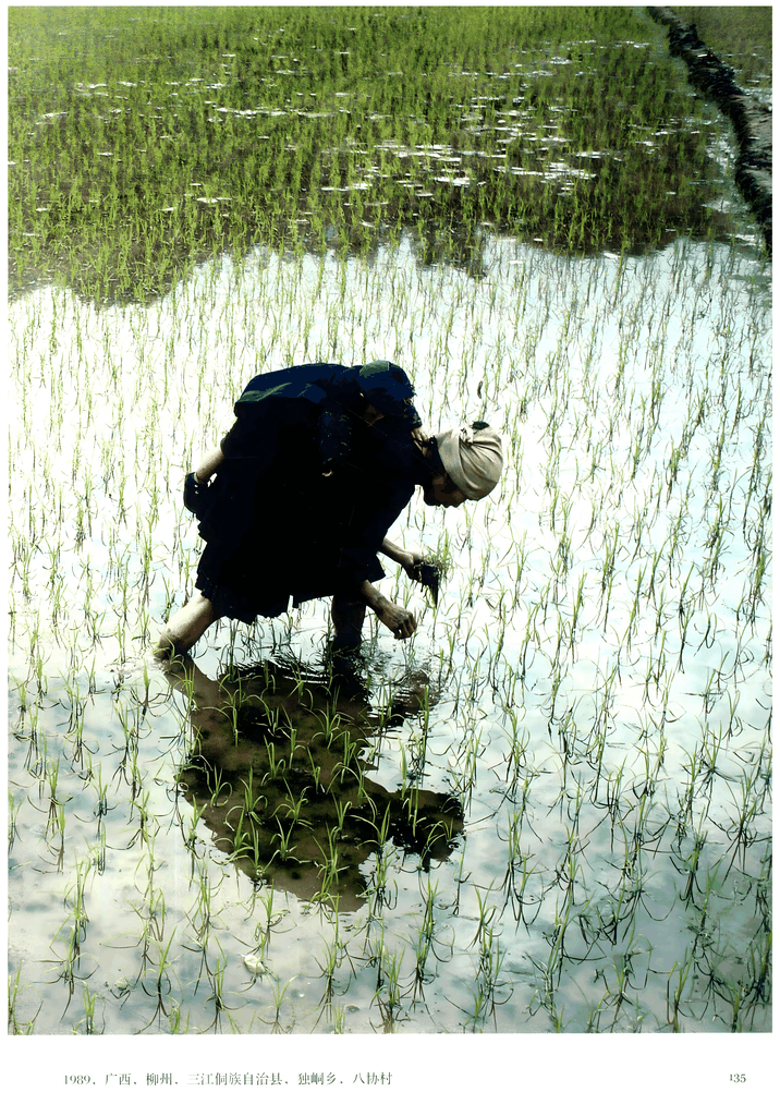 1989年广西三江侗族农人插秧