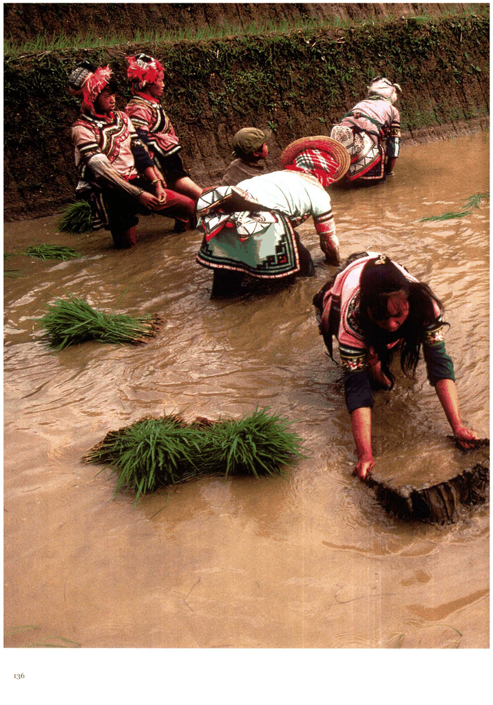 老照片：西南少数民族妇女在水田中插秧劳作