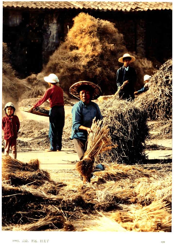 1993年云南开远打麦子场景
